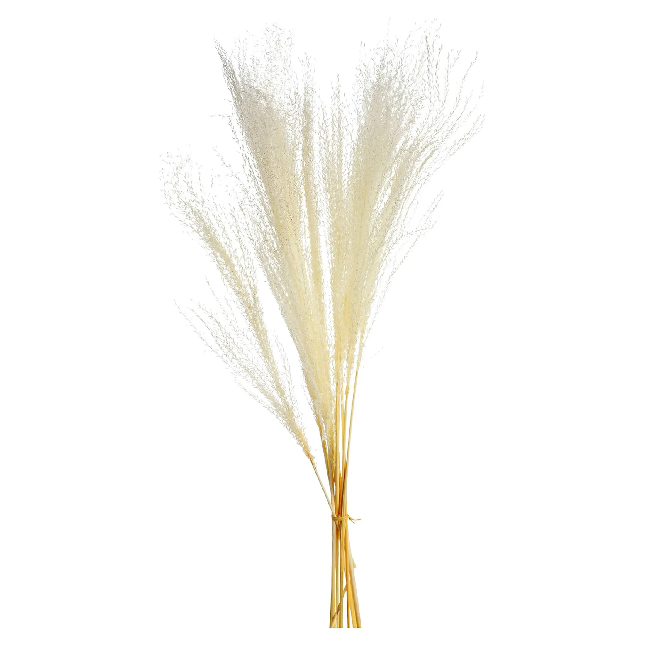Fashion Depot Glitzer-Trockenblumen-Bundel Miscanthus