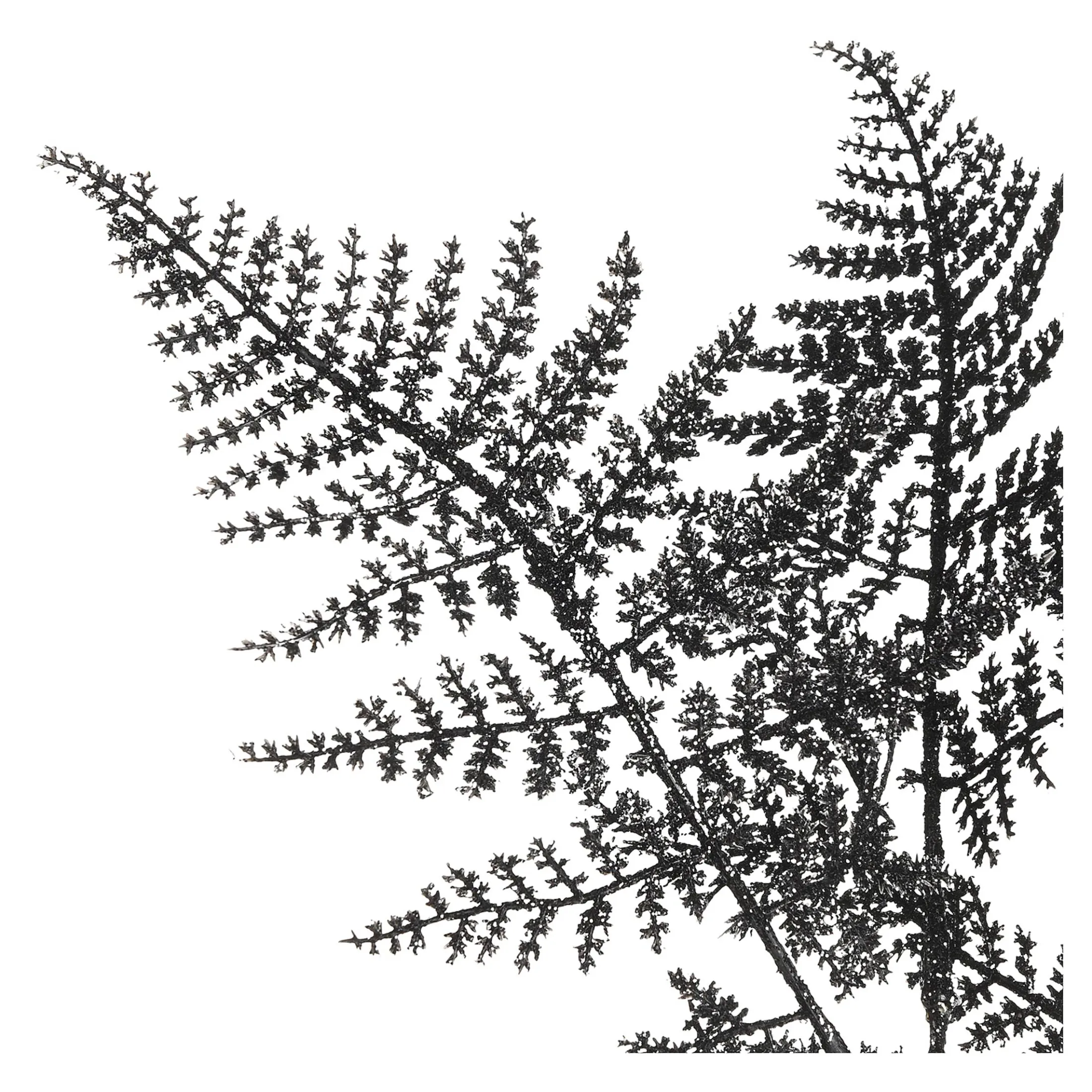 Discount Depot Stielblume Farn Glam Ca. 58Cm