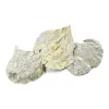 Sale Depot Trockenblatter Cobra