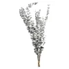 Shop Depot Trockenblume Eukalyptus Ca.55C