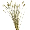 Depot Einzelblumen & Zweige>Trockenblume Kanarienvogel