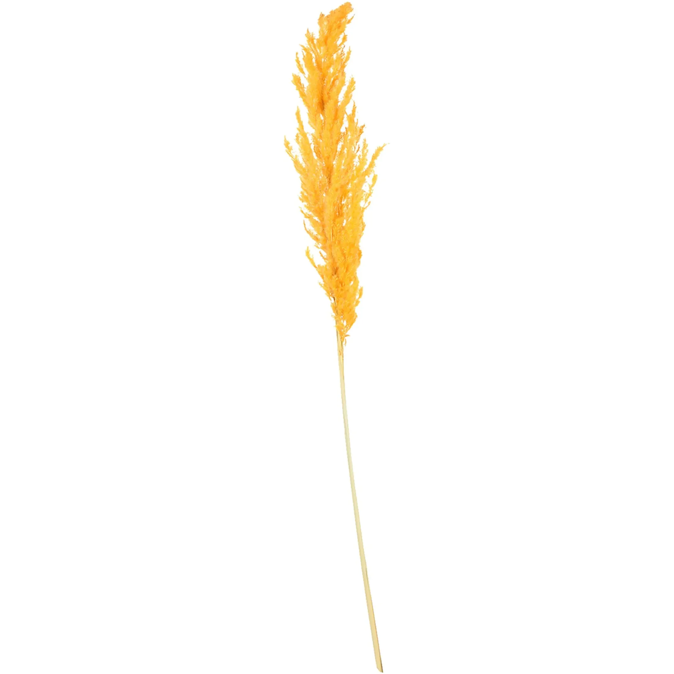 Depot Einzelblumen & Zweige>Trockenblume Pampasgras