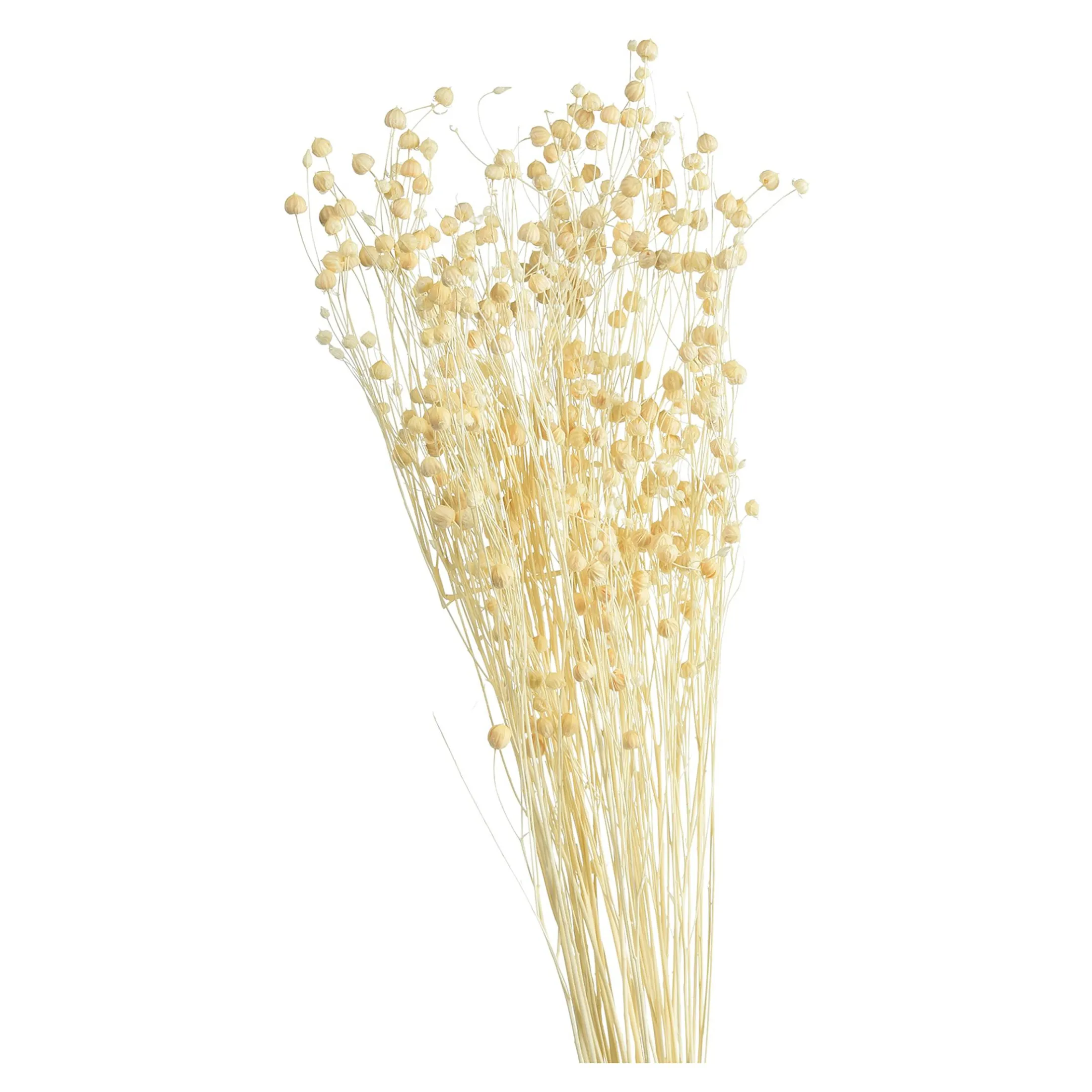 Store Depot Trockenblume Paternostererbse