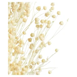 Store Depot Trockenblume Paternostererbse