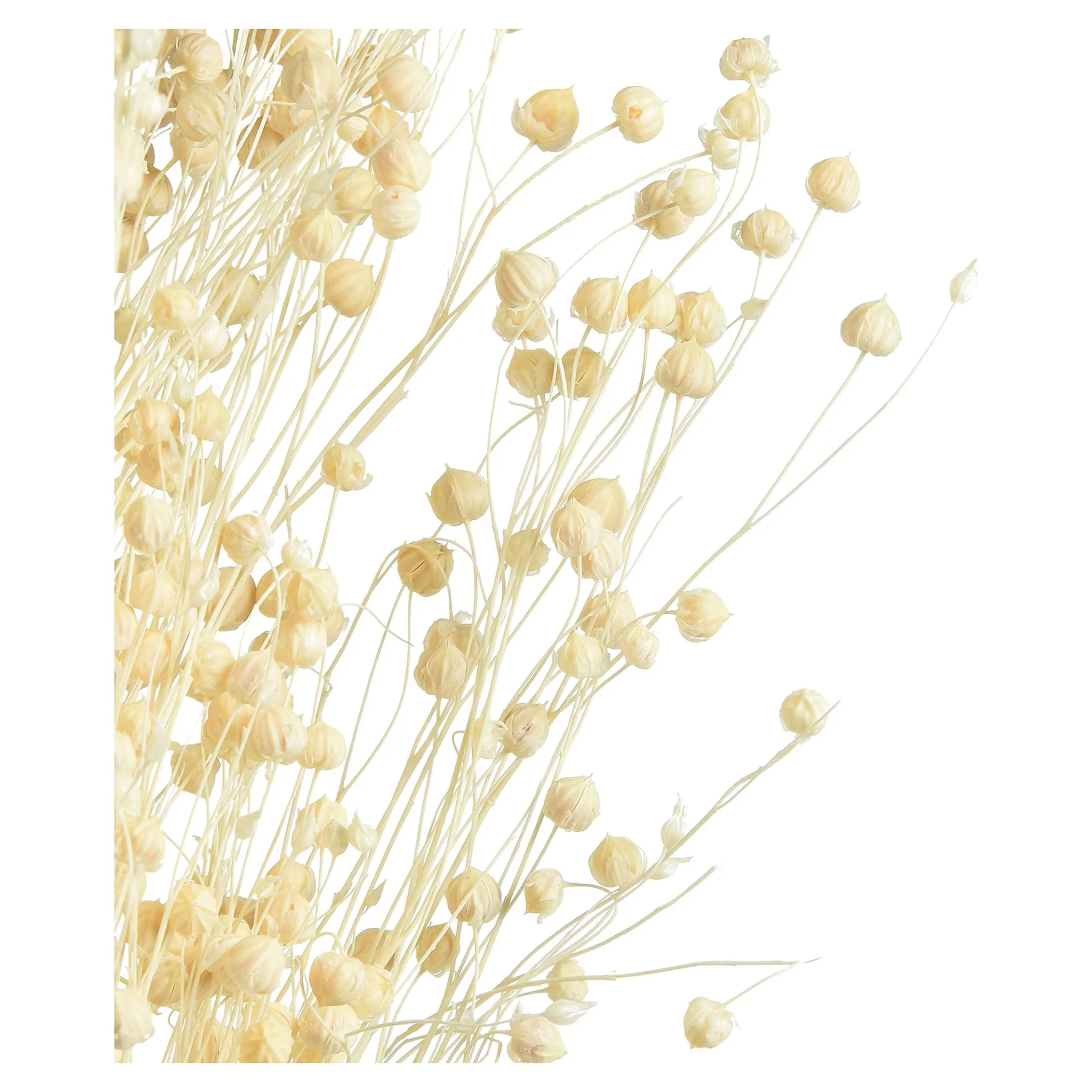 Store Depot Trockenblume Paternostererbse