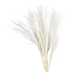 Cheap Depot Trockenblume Schilf