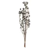 Hot Depot Trockenblumenbund Beeren