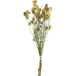 Depot Einzelblumen & Zweige>Trockenblumenbund Nigella