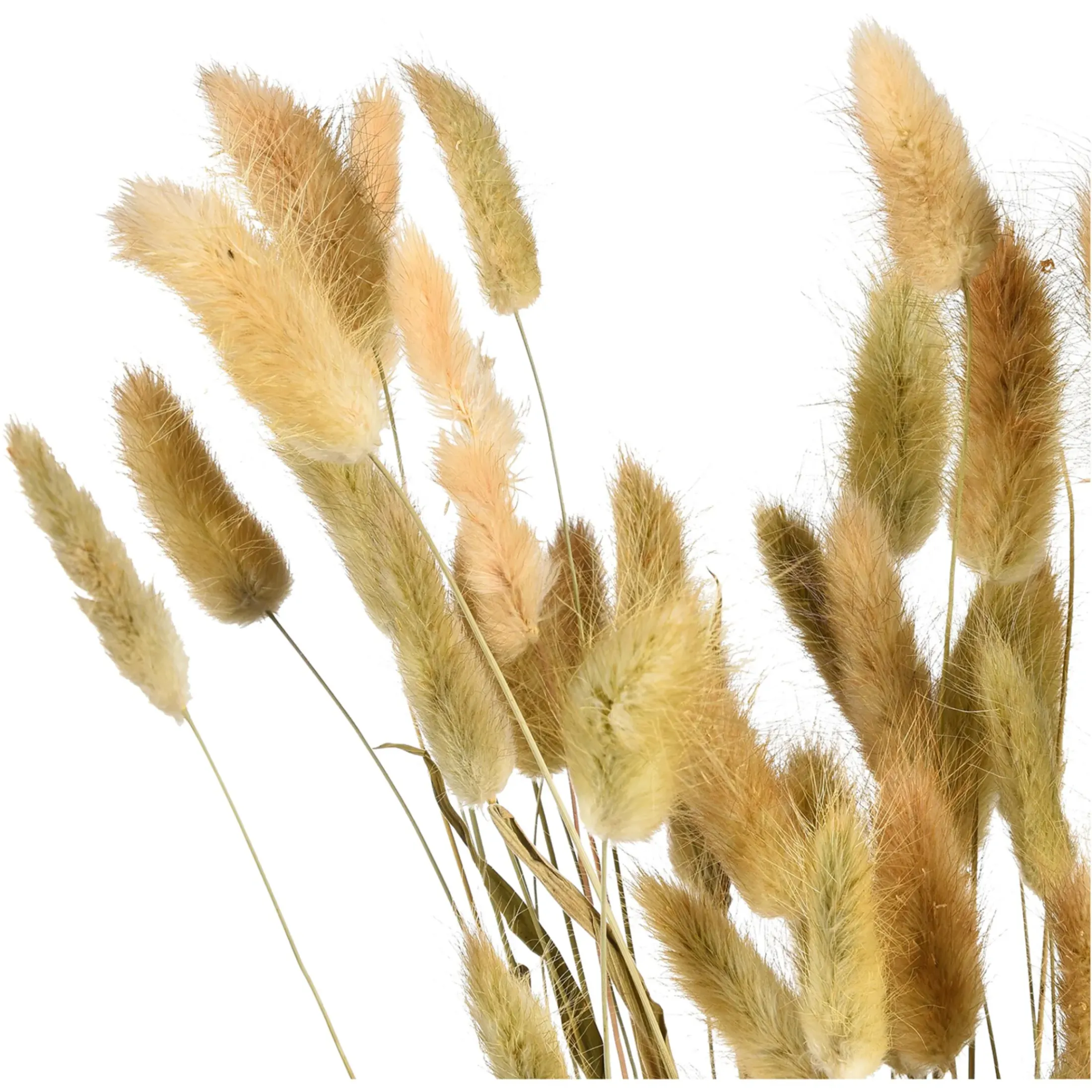 Depot Einzelblumen & Zweige>Trockenblumenbund Samtgras