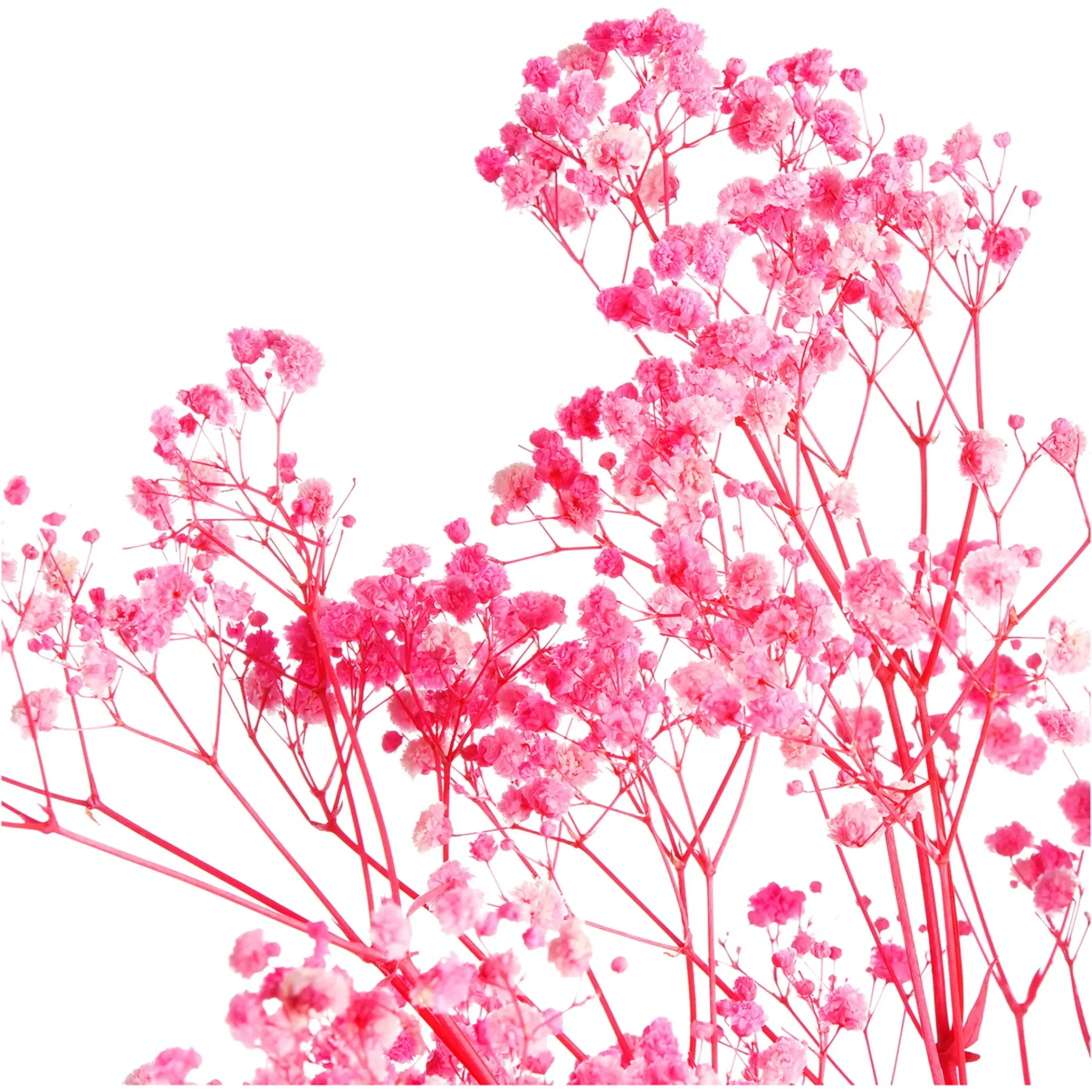 Depot Einzelblumen & Zweige>Trockenblumenbund Schleierkraut