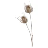 Outlet Depot Zweig Distel Ca. 81Cm