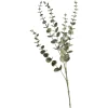 Depot Einzelblumen & Zweige>Zweig Eukalyptus Modern Ca.74Cm, Creme